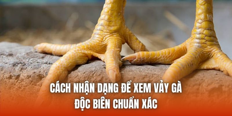 Cách nhận dạng để xem vảy gà độc biên chuẩn xác