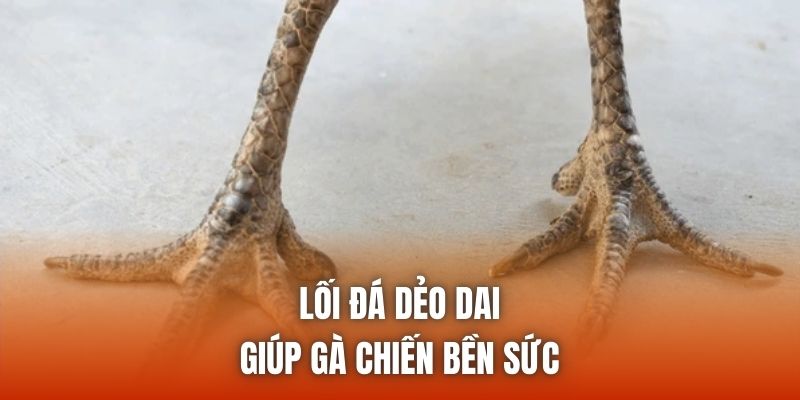 Lối đá dẻo dai giúp gà chiến bền sức