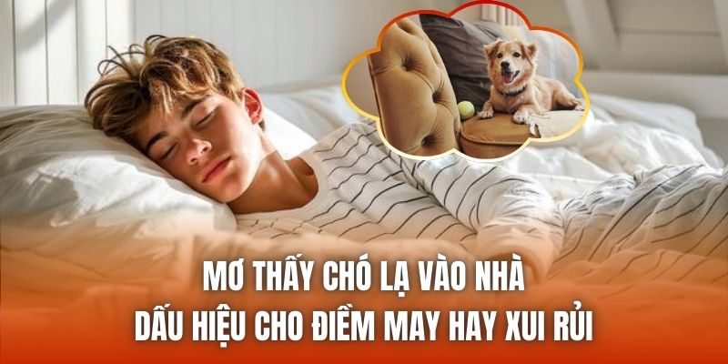 Mơ Thấy Chó Lạ Vào Nhà - Dấu Hiệu Cho Điềm May Hay Xui Rủi
