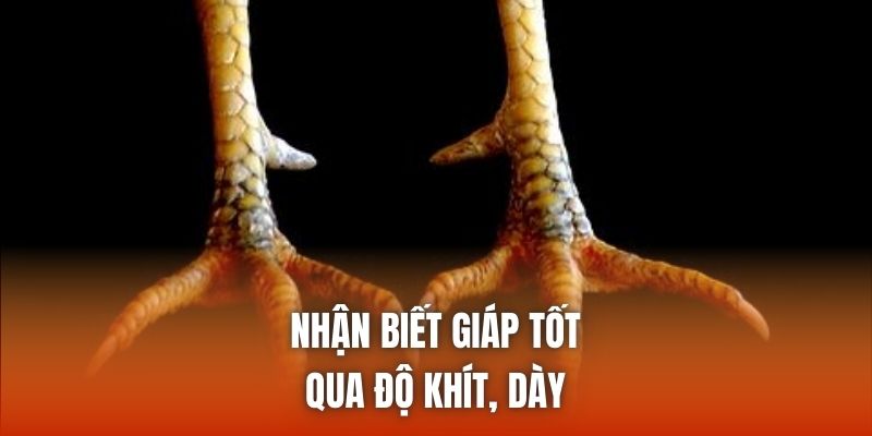 Nhận biết giáp tốt qua độ khít, dày