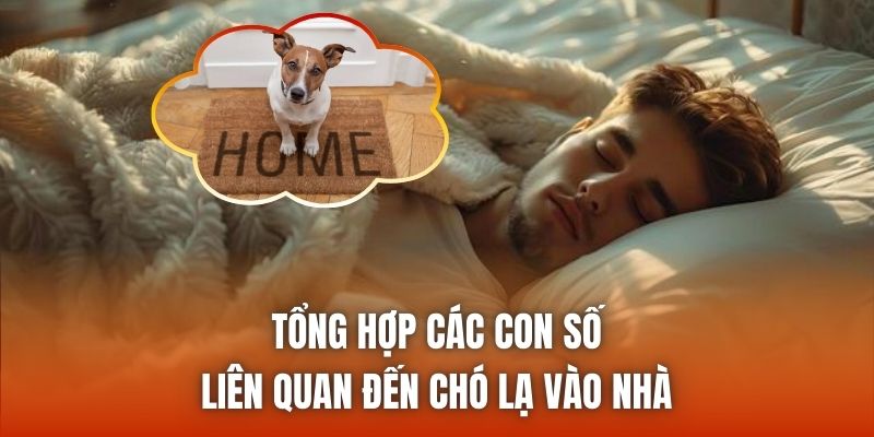 Tổng hợp các con số liên quan đến chó lạ vào nhà