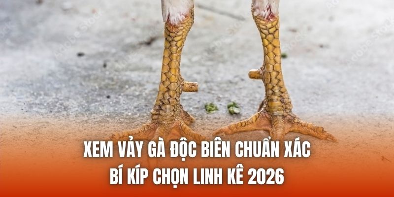 Xem Vảy Gà Độc Biên Chuẩn Xác - Bí Kíp Chọn Linh Kê 2026