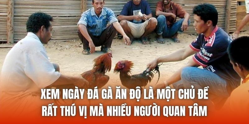 Xem ngày đá gà ăn độ là một chủ đề rất thú vị mà nhiều người quan tâm