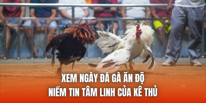 Xem Ngày Đá Gà Ăn Độ | Niềm Tin Tâm Linh Của Kê Thủ