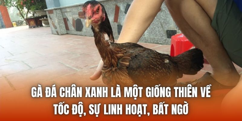 Gà đá chân xanh là một giống thiên về tốc độ, sự linh hoạt, bất ngờ
