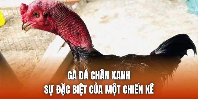 Gà Đá Chân Xanh | Sự Đặc Biệt Của Một Chiến Kê
