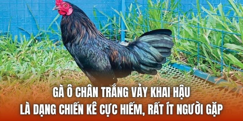 Gà ô chân trắng vảy khai hậu là dạng chiến kê cực hiếm, rất ít người gặp
