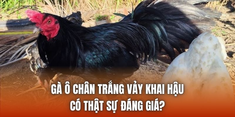 Gà Ô Chân Trắng Vảy Khai Hậu Có Thật Sự Đáng Giá?