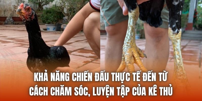 Khả năng chiến đấu thực tế đến từ cách chăm sóc, luyện tập của kê thủ