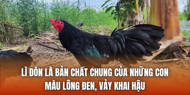 Lì đòn là bản chất chung của những con màu lông đen, vảy khai hậu