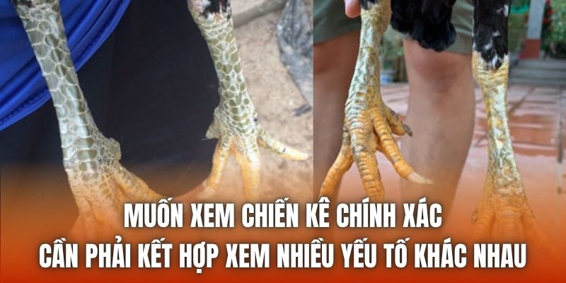 Muốn xem chiến kê chính xác cần phải kết hợp xem nhiều yếu tố khác nhau