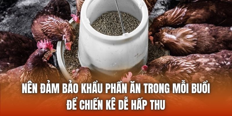 Nên đảm bảo khẩu phần ăn trong mỗi buổi để chiến kê dễ hấp thu