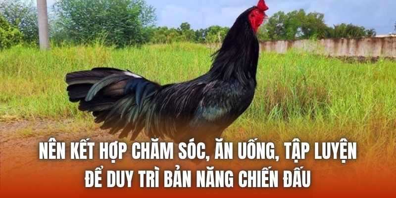 Nên kết hợp chăm sóc, ăn uống, tập luyện để duy trì bản năng chiến đấu