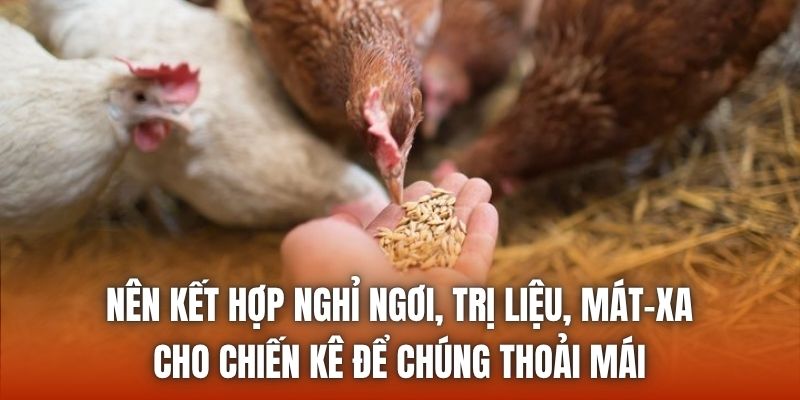 Nên kết hợp nghỉ ngơi, trị liệu, mát-xa cho chiến kê để chúng thoải mái