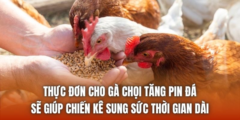 Thực đơn cho gà chọi tăng pin đá sẽ giúp chiến kê sung sức thời gian dài