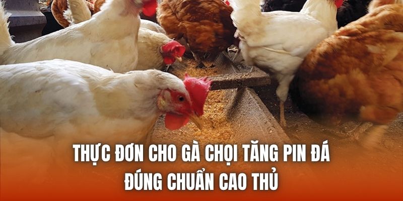 Thực Đơn Cho Gà Chọi Tăng Pin Đá Đúng Chuẩn Cao Thủ