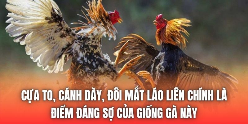Cựa to, cánh dày, đôi mắt láo liên chính là điểm đáng sợ của giống gà này