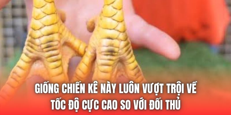 Giống chiến kê này luôn vượt trội về tốc độ cực cao so với đối thủ