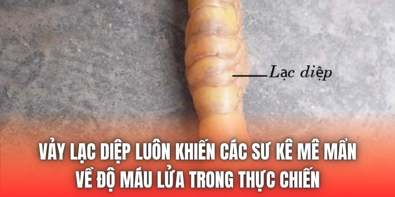 Vảy lạc diệp luôn khiến các sư kê mê mẩn về độ máu lửa trong thực chiến