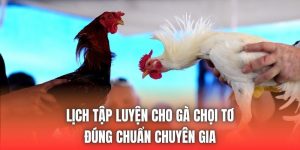 Lịch Tập Luyện Cho Gà Chọi Tơ Đúng Chuẩn Chuyên Gia
