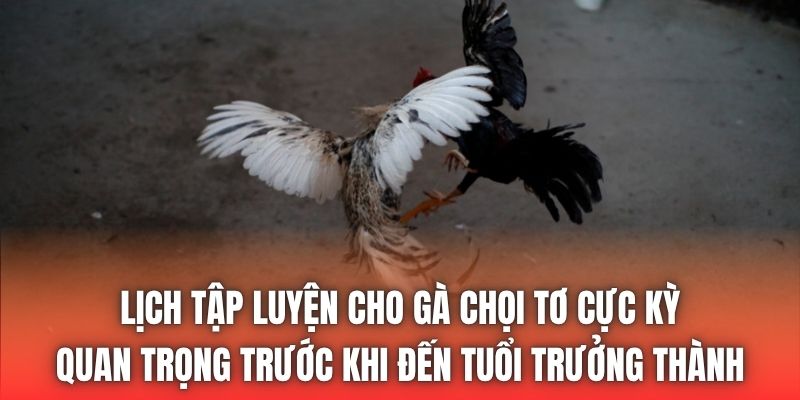 Lịch tập luyện cho gà chọi tơ cực kỳ quan trọng trước khi đến tuổi trưởng thành
